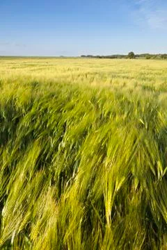 A rye field in spring under a blue sky. Stock Photos