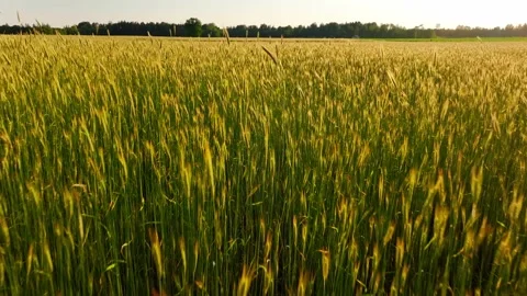 Rye field on a summer evening Stock Footage 320823922