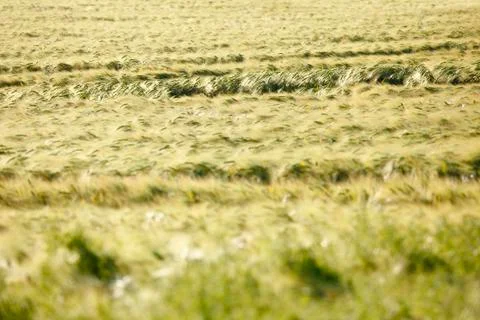 A rye field in summer with selective focus. Stock Photos