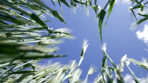 Rye field in summer on a windy day (UHD, 50p, 10 bit, 422) bottom-up view Stock Footage 155234290