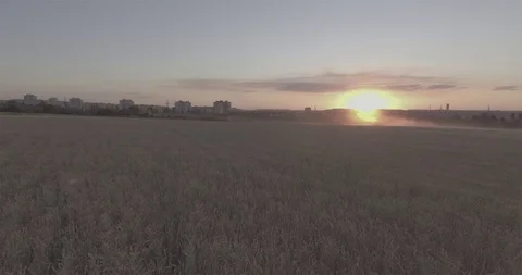 Rye field at sunset on a background of a city buildings. Top view from a copter. Video stock 101839947