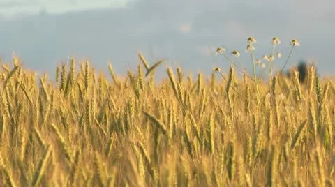 Rye field at sunset Stock Footage 11434875