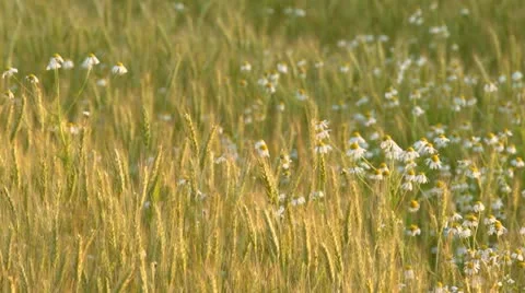Rye field at sunset Stock Footage 11434903