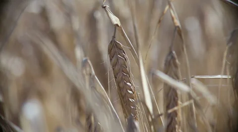Rye field on sunset Video stock 68611934
