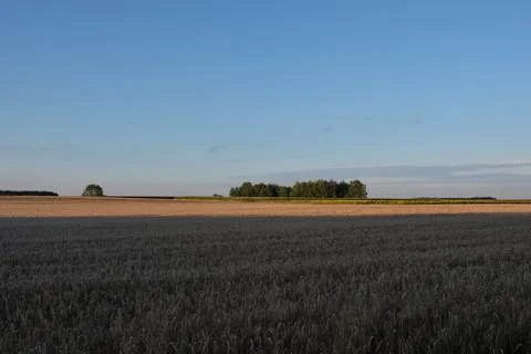 Rye field in sunset light under cloudy sky in summer, podlaskie Voivodship, P Stock Photos