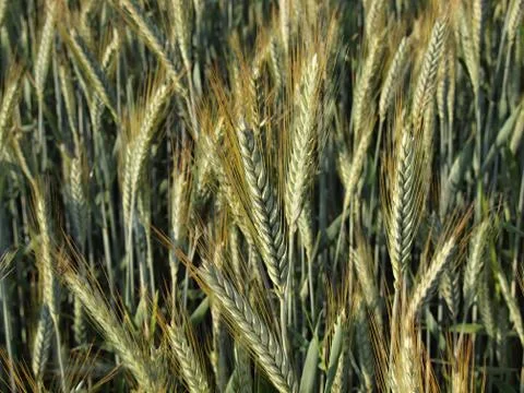 Rye  field at sunset Stock Photos