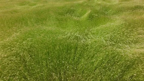 Rye field swaying in strong win Stock Footage 321545160