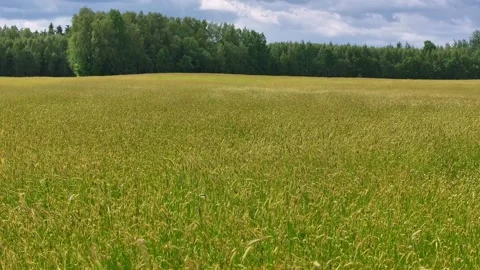 Rye field swaying in strong wind 스톡 동영상 321554193