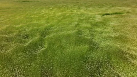 The rye field waves in the gusts of wind Stock Footage 321593689