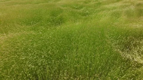 Rye field waves in the strong wind Stock Footage 321549938