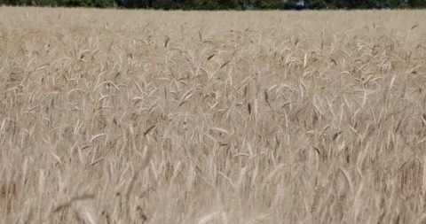Rye field in the wind closeup Stock Footage 200282608