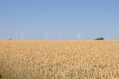 Rye field with windmills Stock Photos