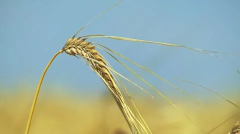 Rye Stockbeeldmateriaal 7737583