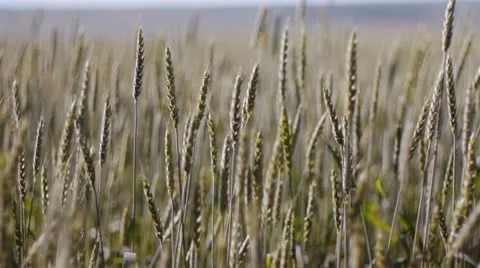 Rye Stock Footage