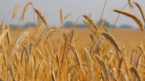 Rye Video stock 25935811