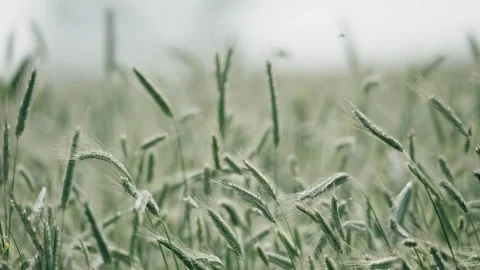 Rye Video stock 263135285