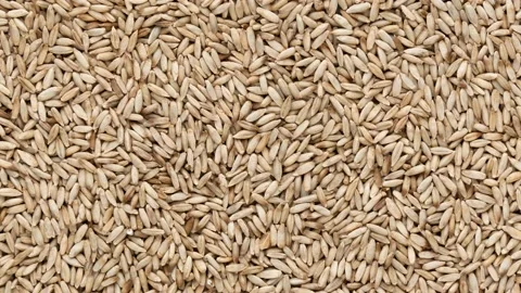 Rye for germination, top view. Video stock 141364788