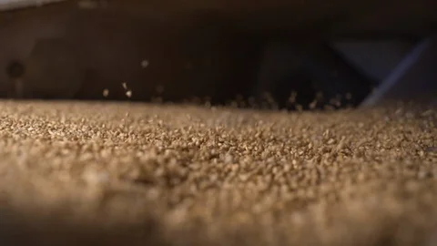 Rye grain purification shaking Stock Footage 127849137