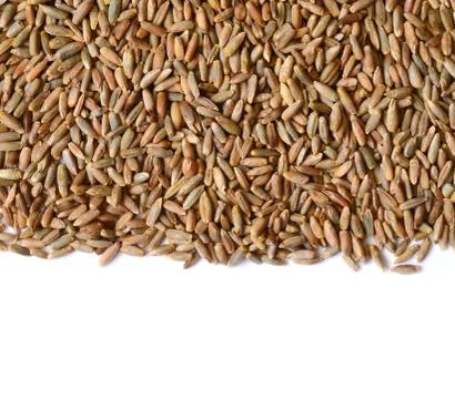 Rye grain seeds Stock Photos