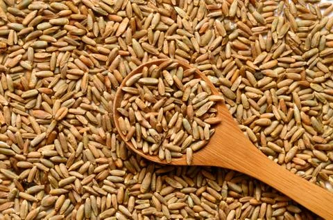Rye grain seeds Stock Photos