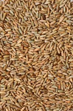 Rye grain seeds Stock Photos