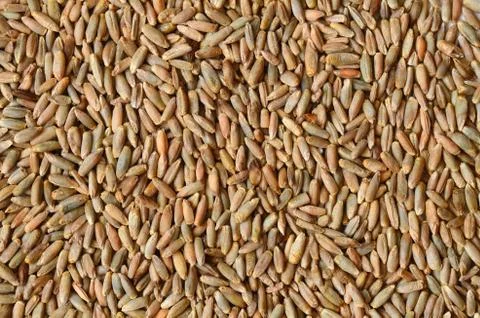 Rye grain seeds Stock Photos