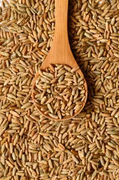 Rye grain seeds Stock Photos