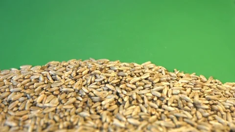 Rye grains on a green background. Close-up. Видео 77675630
