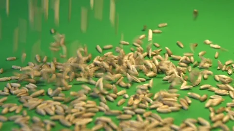 Rye grains on a green background. Slow motion. Close-up. Видео 77675347
