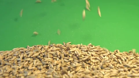 Rye grains on a green background. Slow motion. Close-up. Видео 77675456