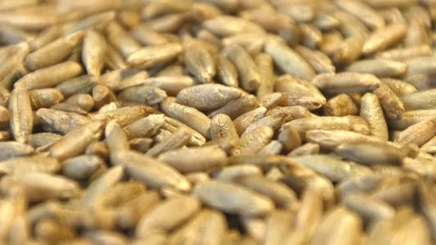 Rye grains. Horizontal pan. Close-up. Stock Footage 77675393
