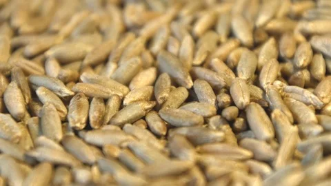 Rye grains. Horizontal pan. Close-up. Stock-Footage 77675411