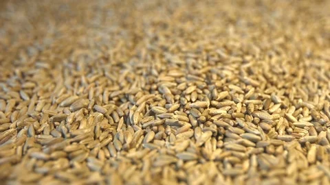 Rye grains. Horizontal pan. Close-up. Видео 77675434