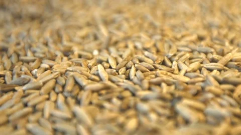 Rye grains. Horizontal pan. Close-up. 스톡 동영상 77676412