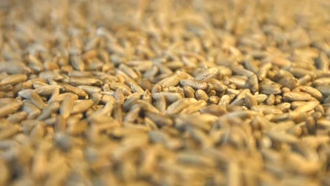 Rye grains. Horizontal pan. Close-up. Видео 77676560