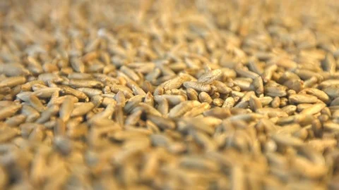 Rye grains. Horizontal pan. Close-up. Видео 77676620