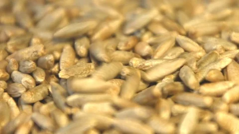 Rye grains. Slow motion. Horizontal pan. Close-up. Stock Footage 77675324
