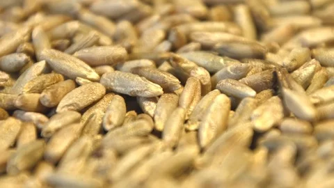 Rye grains. Vertical pan. Close-up. Video stock 77675384
