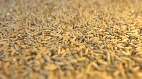 Rye grains. Vertical pan. Close-up. Video stock 77676639