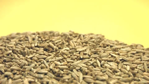 Rye grains on a yellow background. Close-up. Видео 77675834