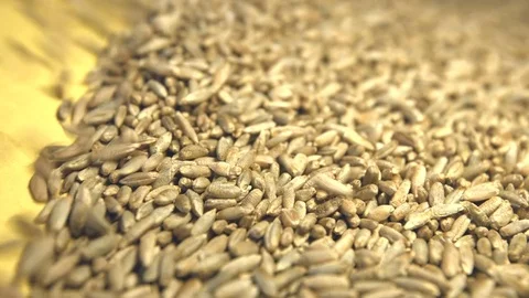 Rye grains on a yellow background. Close-up. Видео 77676185