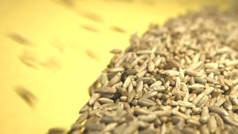 Rye grains on a yellow background. Close-up. Видео 77676314