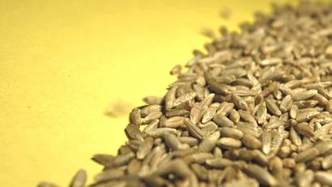 Rye grains on a yellow background. Slow motion. Close-up. Stockbeeldmateriaal 77675305
