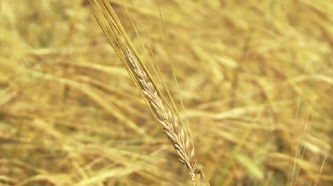 Rye Grass Stockbeeldmateriaal 7737565