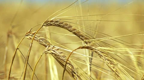 Rye Grass Stockbeeldmateriaal 7737578