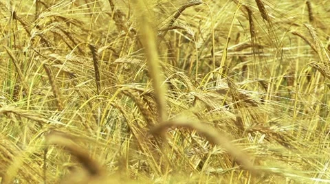 Rye Grass 動画素材 7737581