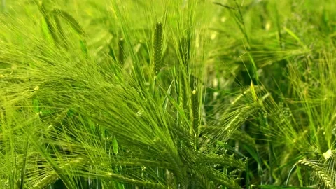 The rye green growing in the field. Rye ear close up. Secale cereale. Poaceae Stock Footage 130759436