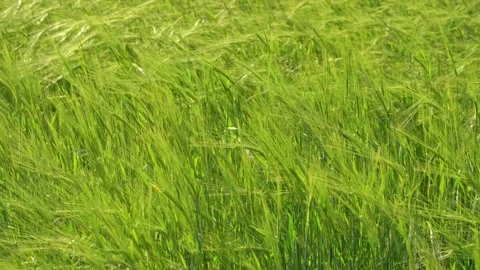 The rye green growing in the field. Rye ear close up. Secale cereale. Poaceae Stock Footage 130760160