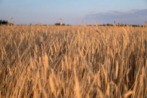Rye growing in the field Stock Photos