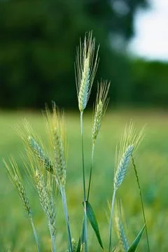Rye grows and matures in the field. Stock Photos